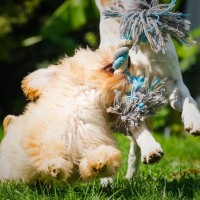 犬用の『ロープのおもちゃ』に潜んでいるリスク4つ　安全に遊ばせるためのポイントや注意点を解説
