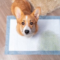 犬のおしっこが赤やオレンジに…危険なサイン？見逃せない5つの病気と健康管理のポイント