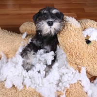 犬に絶対NGな『おもちゃ』の特徴4選　危険な玩具の定義や起こり得る事故のリスクまで