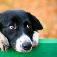 犬が飼い主を『横目で見る』ときの心理５つ　仕草から分かる愛犬の気持ちや行動の意味を解説