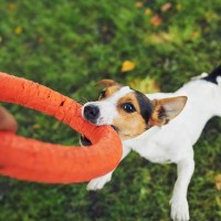 犬が『おもちゃを離さない』ときの心理３つ　安全に離してもらうコツや対処法を解説