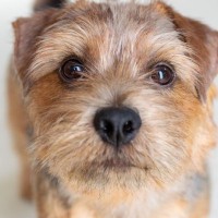 犬が『伝えたいこと』があるときに見せるサイン5選　愛犬が主張しているときの行動や飼い主がすべき対応まで