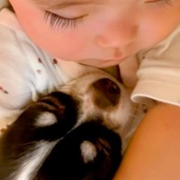 赤ちゃんがお昼寝していたら、犬がもぐりこんできて…破壊力が高すぎる『圧倒的に尊い光景』が76万再生「絆感じる」「幸せしか詰まってない」