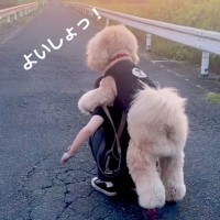 歩くのに疲れて『おんぶをねだる大型犬』→背負ってあげると…まるで『人間の親子のような光景』が388万再生「絶対二度見する」「幸せ感じた」