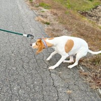 犬が『固まって動かない』ときの心理7選　フリーズする謎行動の意味や対処法まで