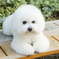 『モフモフでかわいい犬種』5選　長毛ワンコの強みや飼い方の注意点まで解説
