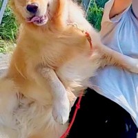 お散歩中の大型犬→楽しくなりすぎてしまい…思わず笑ってしまう『まさかの瞬間』が6万9000いいね「昭和のアニメ感あるｗ」「元気出た」