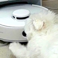 『お掃除ロボット』を発見した犬→何をするのかと思ったら…想定外な『可愛すぎる行動』に1万いいね「おしり可愛いｗ」「吸い込まれないように」