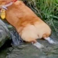 夏、散歩中に水で体を冷やす犬→想定以上に『気持ちよさそうな光景』に19万いいね集まる「食パンの川流れ」「冷やしコーギーｗ」と大反響