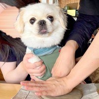 陶芸体験で『犬の肉球を押した』結果…想像以上に可愛い『素敵な作品』が285万表示の反響「なにされてるんだろうって顔ｗ」「一生の宝物」