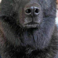 正面から犬の写真を撮った結果→想定以上に『クマにしか見えない光景』に23万いいねの大反響「本物かと思った」「オジサン」「お顔立ち素敵」