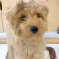 『35000円で売れ残った犬』を発見→『絶対幸せにしたい』と決意した結果…思わず涙が出る『７年後の現在』に反響「運命」「素敵な出会い」