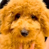 5万円で売れ残っていた犬→『夫の反対』を押し切り飼った結果…涙溢れる『まさかの光景』に反響「迎えられる運命だった」「幸せそう」と3万再生