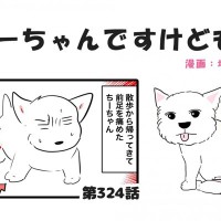 ちーちゃんですけどもっ【第324話】「またもや絶対安静のちーちゃん」