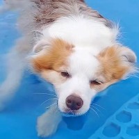 2匹の犬をプールに連れて行ったら、顎までつかった1匹が…気持ち良くて見せた『まさかの反応』に反響「想像以上に可愛い声」「愛くるしい」