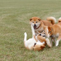 犬同士の喧嘩が起こる6つの理由とは　トラブルを未然に防ぐ飼い主の心得まで解説