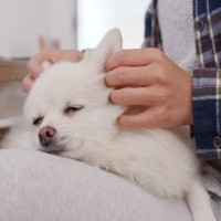 犬にとって『触れられるメリット』とは？5つの効果と絆を強めるスキンシップ方法をご紹介