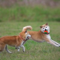 多頭飼いの犬同士を仲良くさせる4つのコツとは　トラブルを減らすためのしつけや工夫を解説