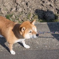 犬が『お散歩を拒否するとき』に考えられる心理4つ　無理させない改善ステップや寄り添い方をご紹介