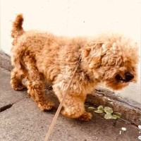 外で放置され、人間に怯える『年齢不詳のボロボロ犬』を保護→愛情を与え続けた結果…別犬のような『ビフォーアフター』に涙「感謝」「幸せに」