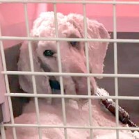 『死ななくてよかった』ガリガリに痩せ"9キロしかない大型犬"を保護…涙腺崩壊する『別犬のような現在』に反響「尊い」「ヘソ天で泣いた」