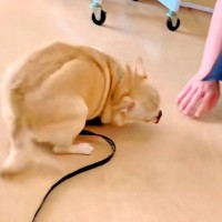 トリミングサロンで『推しのお姉さん』を出待ちする犬→出てきた次の瞬間…想像を超える『狂喜乱舞する光景』が話題「しっぽちぎれるーｗｗ」