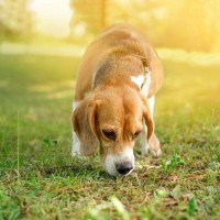 犬は『ニオイ』からどんな情報を読み取っているの？人間には分からない嗅覚の秘密を徹底解説