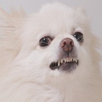 犬が『やめて』と言っているときにみせるサイン4選　見逃したくない行動や日頃から飼い主が気をつけるべきことまで