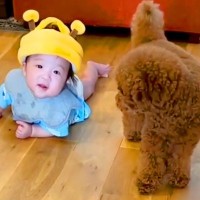 赤ちゃんを心配して、常に寄り添い守っていた犬…１年後→涙が出るほど尊い『関係性が変化した光景』に感動「かわいすぎる」「癒された」と反響