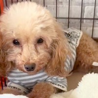 愛されることを知らない『人間不信の繁殖引退犬』をお迎え→『笑顔が見たい』と奮闘し…１年後の『別犬のような光景』に感動「ほんと幸せそう」