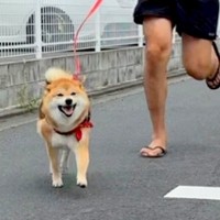 散歩中にママを発見した犬→『笑顔で駆け寄ってくれた』と思ったら…辛辣な『まさかの態度』が16万再生「柴対応」「めっちゃわかるｗｗ」と爆笑