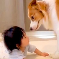 赤ちゃんと目が合わせられない『ビビりな犬』→仲良くできないかなと思っていたら…『7ヶ月後の光景』に反響「逃げる顔ｗ」「成長楽しみ」