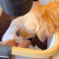 『産まれたての赤ちゃん』を家に連れて帰ったら、すぐに大型犬が出迎えて…優しさ100％で接する光景が19万再生「寄り添ってる」「最高の兄」