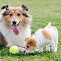 老犬と子犬を一緒に飼うのは問題ない？年齢の違いに配慮した接し方と生活の工夫をご紹介