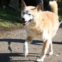 犬の歩行に支障をきたす『ナックリング』とは？　主な原因や症状から注意すべきサインまで解説