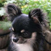 犬が『うつむいてしまう』ときの理由とは？考えられる5つの心理や適切な寄り添い方をご紹介