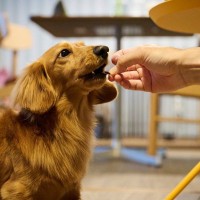 犬ってお腹いっぱいにならないの？ 食べ続けたがる理由や過食を防ぐコツを解説