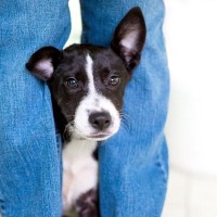 犬は『飼い主のことが嫌いな人』を判別できる？研究によって明らかになった驚くべき能力とは