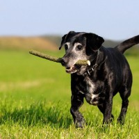 シニア犬に『イキイキ』生活してもらうための秘訣4つ　高齢犬の元気を支える日常の習慣やコツとは