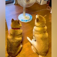 夏、扇風機で犬が涼んでいると思ったら…数分後→まさかの『顔面の変化』が可愛すぎると35万再生「乾いてて草」「予想の斜め上で最高ｗ」と爆笑