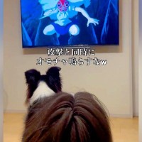 犬と一緒に『もののけ姫』を観ていたら、戦闘シーンで…全く集中できない『まさかの行動』が198万再生「加勢してて草」「口に力が入るのかｗ」