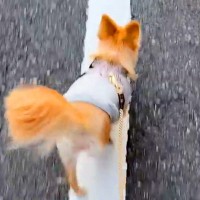 散歩中によくぶつかる犬→心配で病院に連れて行ったら…医師から告げられた『まさかの診断結果』が56万再生「病名がｗｗ」「なんて愛おしい」