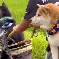 お散歩の途中で疲れてしまった2匹の犬→歩かなくなった結果…理不尽な『まさかの光景』が56万再生「もはやパパの修行で草」「幸せの重みｗｗ」