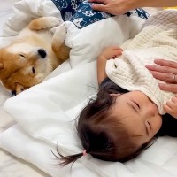 1歳の女の子が豆柴と一緒に眠っていたら、羨ましく思った大型犬が…とんでもなく尊い『まさかの行動』が58万再生「幸せ溢れてる」「家族愛」