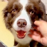 『暑いから一緒に寝るのやめよう』と犬に提案→寝転がった結果…絶対に断れない『尊すぎる行動』が327万再生「悶絶した」「可愛いしかない」