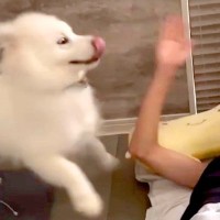 『弟が起きないから起こしてきて』と大型犬に頼んだ結果…絶対に二度寝できない『衝撃の目覚まし方法』が73万再生「怒るに怒れないｗ」「最強」