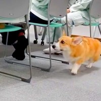 職場で会議をしていたら、突然イスの隣に犬が来て…まさかの『なでなでハシゴ』する光景がたまらないと15万再生「絶対集中できないｗ」「最高」