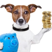 犬を飼うときにかかる費用はどのくらい？　犬種やサイズ別の違いから生涯費用の目安まで解説