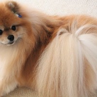 犬が『伏せたまましっぽを振る』のはなぜ？　4つの心理から気持ちの判別方法まで解説