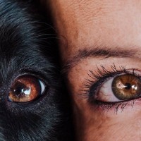 犬と人の『目の違い』５選　見え方はどう違うの？ワンコの視覚を守るための注意点とは